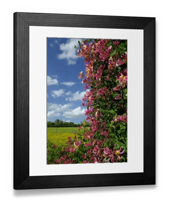 Framed Print : Wild Honeysuckle (Lonicera periclymenum) flowering, growing in rural habitat, Oxfordshire, England