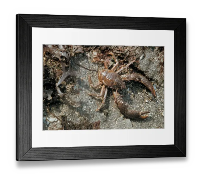 Framed Print : Lobster - Montagu's Plated(Galathea squamifera) close-up on shore at extreme low water mark Framed Print : Lobster - Montagu's Plated(Galathea squamifera) close-up on shore at extreme low water mark