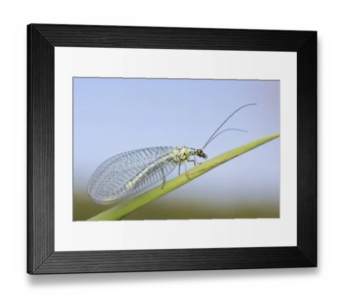 Framed Print : Green Lacewing (Chrysopa perla) adult, resting on leaf, Leicestershire, England, june Framed Print : Green Lacewing (Chrysopa perla) adult, resting on leaf, Leicestershire, England, june