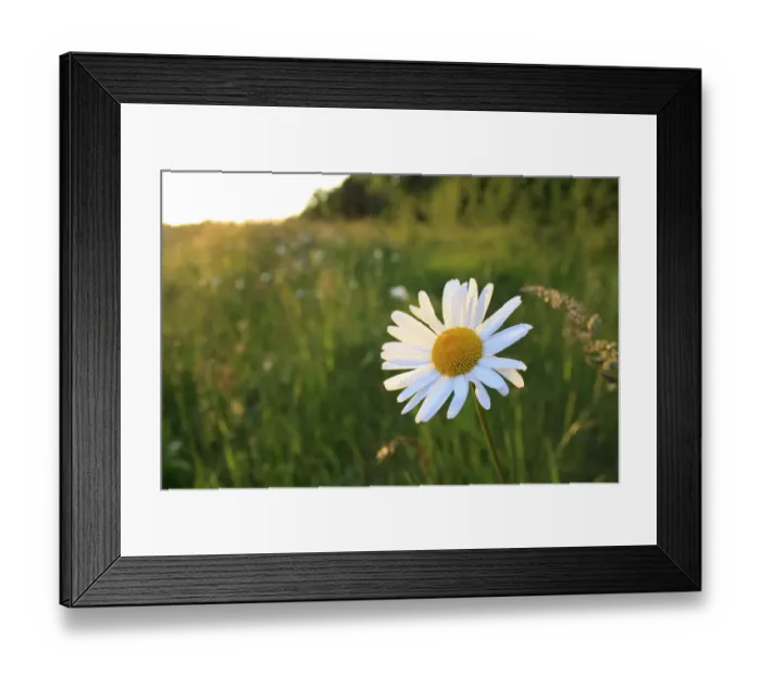 Framed Print : Ox-eye Daisy (Leucanthemum vulgare) flowering, growing in permanent set-a-aside, in late evening sunshine, Bacton, Suffolk, England, may Framed Print : Ox-eye Daisy (Leucanthemum vulgare) flowering, growing in permanent set-a-aside, in late evening sunshine, Bacton, Suffolk, England, may