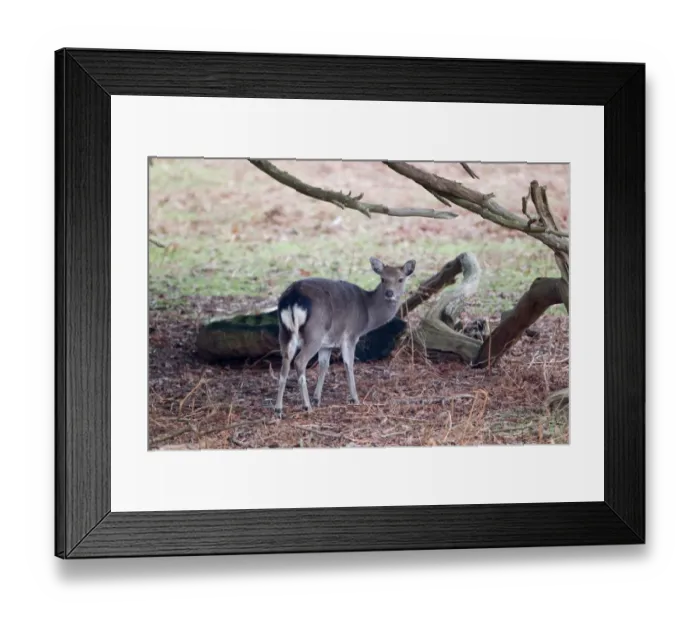 Framed Print : Sika Deer (Cervus nippon) introduced species, doe, standing beside fallen branches, Knole Park, Kent, England, february Framed Print : Sika Deer (Cervus nippon) introduced species, doe, standing beside fallen branches, Knole Park, Kent, England, february