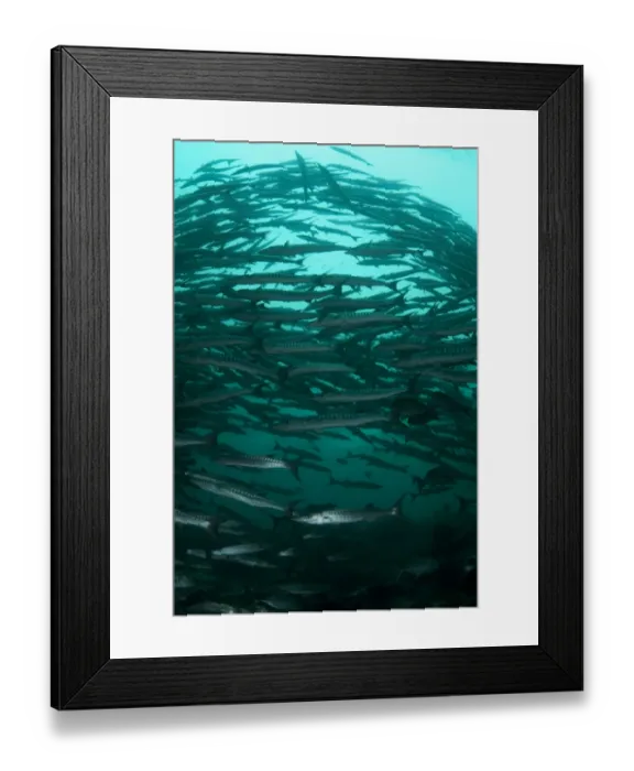 Framed Print : Blackfin Barracuda (Sphyraena qenie) shoal, forming tornado, Barracuda Point, Sipadan Island, Sabah, Borneo, Malaysia
