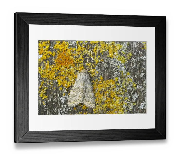 Framed Print : Large Ranunculus (Polymixis flavicincta) adult, resting on lichen, Essex, England Framed Print : Large Ranunculus (Polymixis flavicincta) adult, resting on lichen, Essex, England