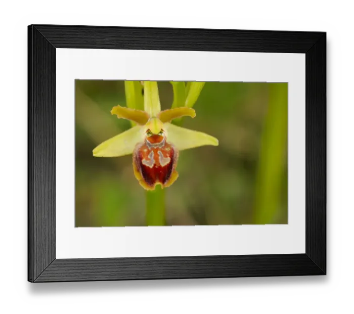 Framed Print : Early Spider Orchid (Ophrys sphegodes) close-up of flower, Italy, april Framed Print : Early Spider Orchid (Ophrys sphegodes) close-up of flower, Italy, april