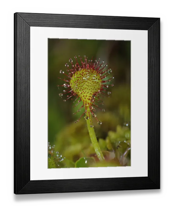 Framed Print : Round-leaved Sundew (Drosera rotundifolia) glandular hairs on leaf with sticky mucilage, Italy, june Framed Print : Round-leaved Sundew (Drosera rotundifolia) glandular hairs on leaf with sticky mucilage, Italy, june