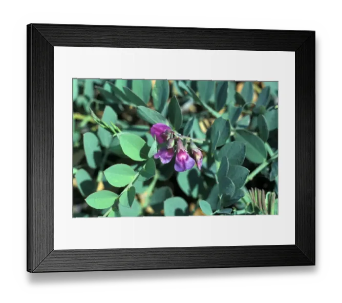 Framed Print : Sea Pea (Lathyrus japonicus) Flower - The Haven, Thorpeness Suffolk Wildlife Trust Framed Print : Sea Pea (Lathyrus japonicus) Flower - The Haven, Thorpeness Suffolk Wildlife Trust