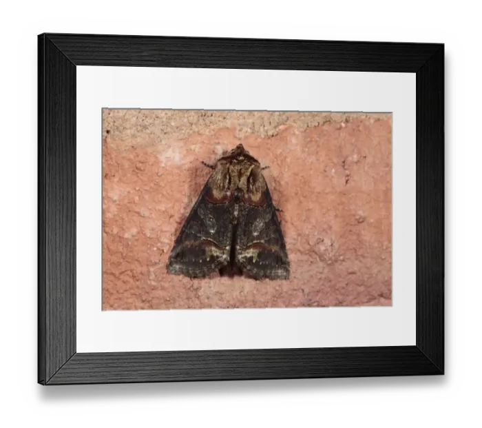 Framed Print : Dark Spectacle (Abrostola triplasia) adult, resting on brick wall, Shropshire, England, may Framed Print : Dark Spectacle (Abrostola triplasia) adult, resting on brick wall, Shropshire, England, may