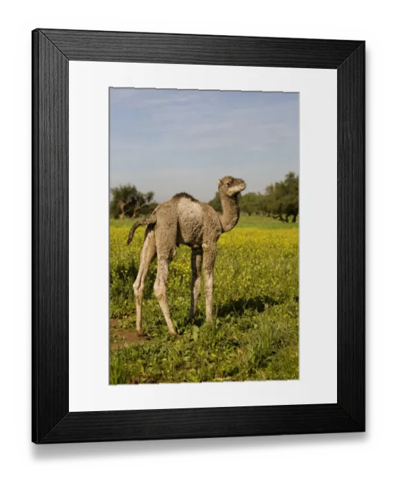 Framed Print : Dromedary Camel (Camelus dromedarius) young, standing amongst wildflowers, near Essaouira, Morocco, february