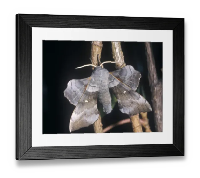 Framed Print : Moth - Hawk Poplar (Laothoe populi) on twig Framed Print : Moth - Hawk Poplar (Laothoe populi) on twig