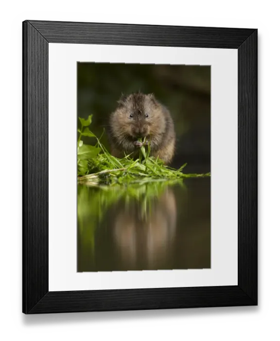 Framed Print : Water Vole (Arvicola terrestris) adult, feeding on leaves with reflection in water, Kent, England Framed Print : Water Vole (Arvicola terrestris) adult, feeding on leaves with reflection in water, Kent, England