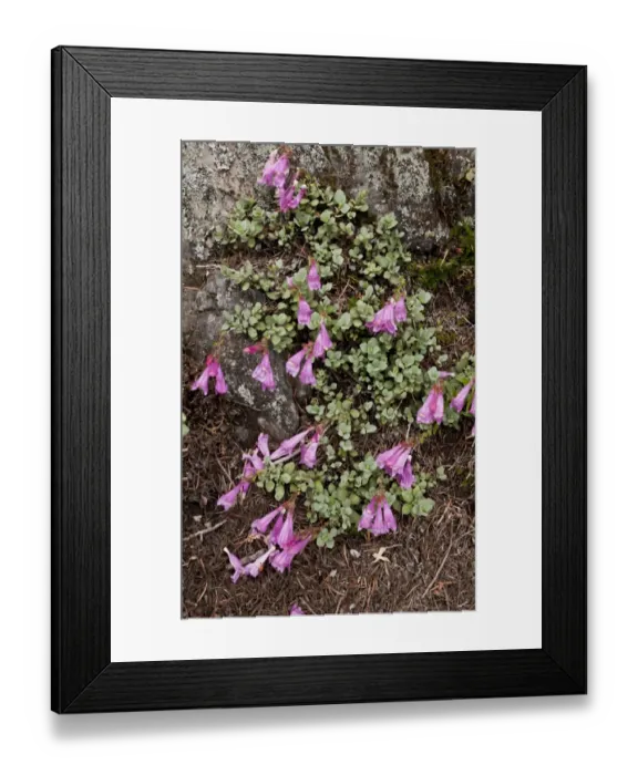 Framed Print : Cliff Penstemon (Penstemon rupicola) flowering, Cone Peak, Central Cascade Mountains, Oregon, U. S. A. july Framed Print : Cliff Penstemon (Penstemon rupicola) flowering, Cone Peak, Central Cascade Mountains, Oregon, U. S. A. july