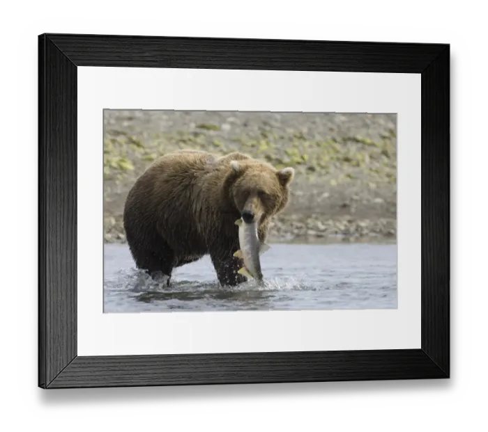 Framed Print : Grizzly Bear (Ursus arctos horribilis) adult, feeding, with freshly caught salmon in mouth, Katmai N. P. Alaska, U. S. A. august Framed Print : Grizzly Bear (Ursus arctos horribilis) adult, feeding, with freshly caught salmon in mouth, Katmai N. P. Alaska, U. S. A. august