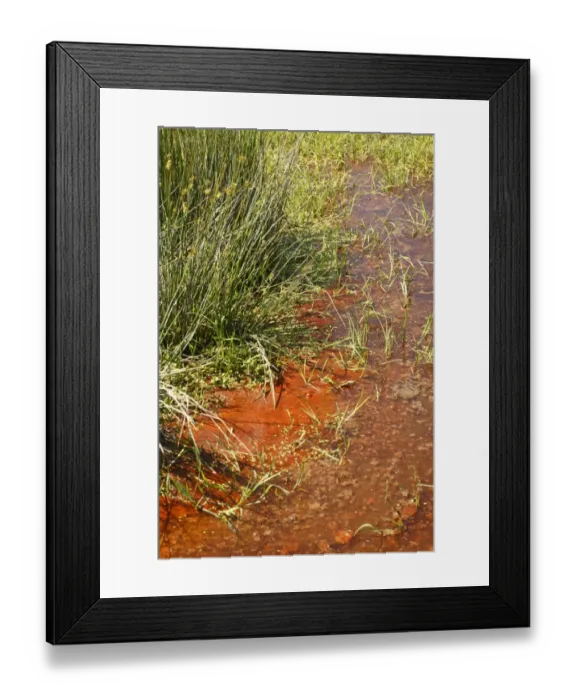 Framed Print : Red Cyanobacteria (Cyanobacteria sp. ) forming scum on pool in freshwater marsh, Ceredigion, Wales, june Framed Print : Red Cyanobacteria (Cyanobacteria sp. ) forming scum on pool in freshwater marsh, Ceredigion, Wales, june