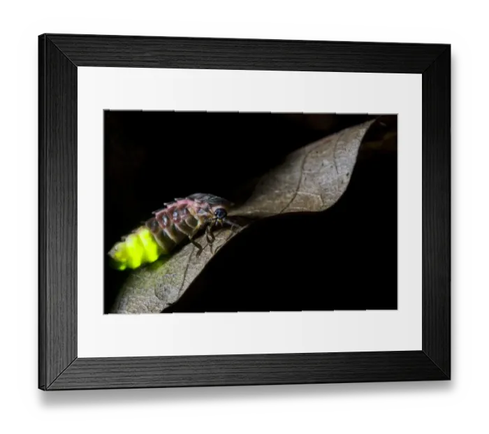 Framed Print : Common Glow-worm (Lampyris noctiluca) adult female, glowing, displaying bioluminescence on leaf at night, Kent, England, july Framed Print : Common Glow-worm (Lampyris noctiluca) adult female, glowing, displaying bioluminescence on leaf at night, Kent, England, july