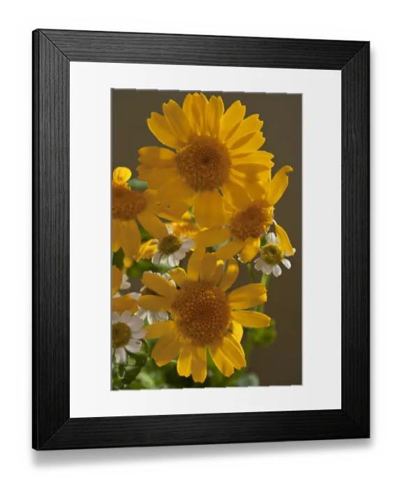 Framed Print : Corn Marigold (Chrysanthemum segetum) close-up of flowers, Dorset, England, september Framed Print : Corn Marigold (Chrysanthemum segetum) close-up of flowers, Dorset, England, september