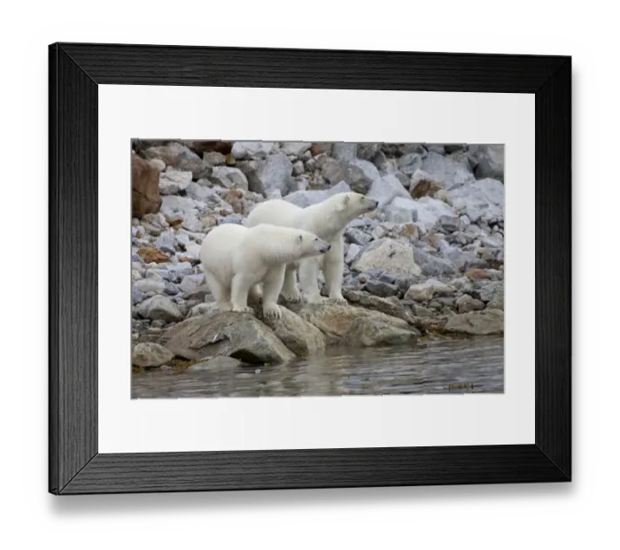 Framed Print : Polar Bear (Ursus maritimus) two adults, standing on rocks at edge of water, Spitsbergen, Svalbard, september