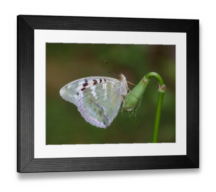 Framed Print : Silver-washed Fritillary (Argynnis paphia) valesina form, adult, resting on umbellifer bud, Cannobina Valley, Piedmont, Northern Italy, july Framed Print : Silver-washed Fritillary (Argynnis paphia) valesina form, adult, resting on umbellifer bud, Cannobina Valley, Piedmont, Northern Italy, july