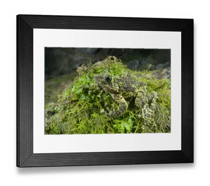 Framed Print : Mossy Frog (Theloderma corticale) adult, camouflaged on moss, North Vietnam Framed Print : Mossy Frog (Theloderma corticale) adult, camouflaged on moss, North Vietnam