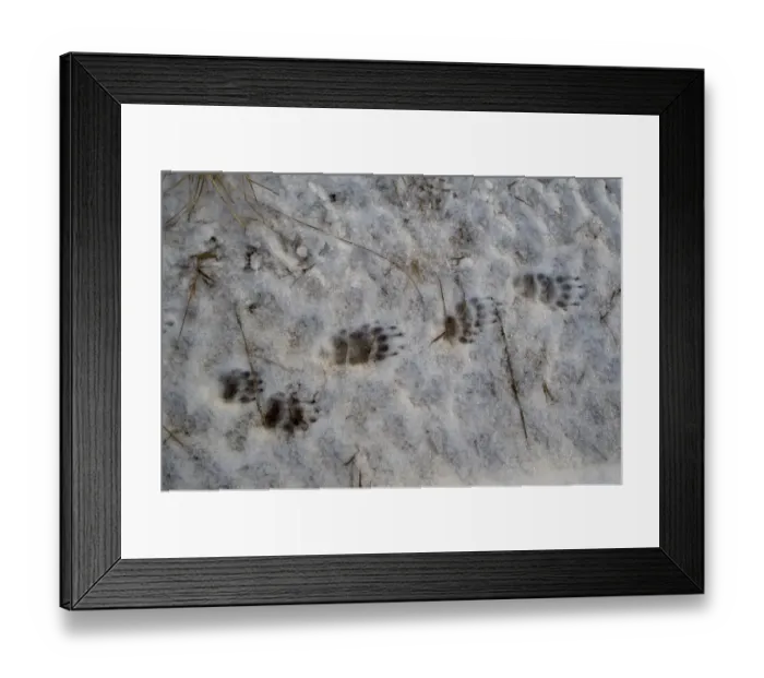 Framed Print : Eurasian Badger (Meles meles) footprints in snow, Dumfries and Galloway, Scotland, december Framed Print : Eurasian Badger (Meles meles) footprints in snow, Dumfries and Galloway, Scotland, december