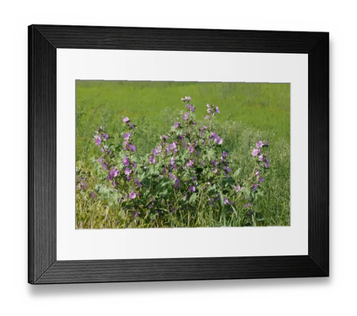 Framed Print : Common Mallow (Malva sylvestris) flowering, Edburton, West Sussex, England, june