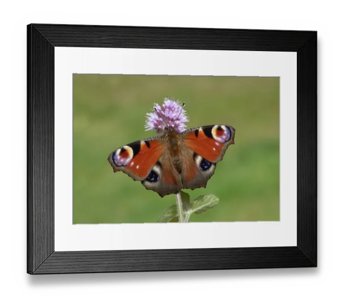 Framed Print : Peacock Butterfly (Inachis io) adult female, feeding on Water Mint (Mentha aquatica) flower, Leicestershire, England, august