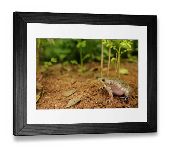 Framed Print : Mottled Shovel-nosed Frog (Hemisus marmoratus) adult, sitting on soil, Tanzania Framed Print : Mottled Shovel-nosed Frog (Hemisus marmoratus) adult, sitting on soil, Tanzania