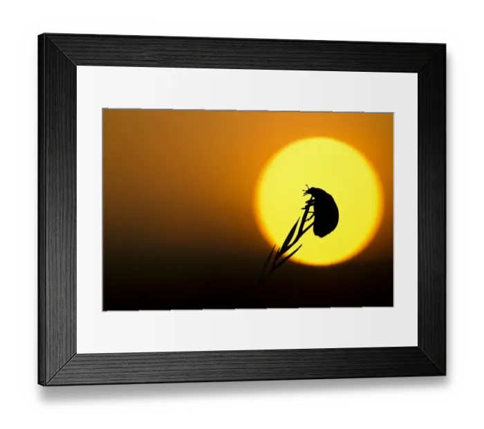Framed Print : Seven-spot Ladybird (Coccinella septempunctata) adult, silhouetted at sunset, Sheffield, South Yorkshire, England, august Framed Print : Seven-spot Ladybird (Coccinella septempunctata) adult, silhouetted at sunset, Sheffield, South Yorkshire, England, august