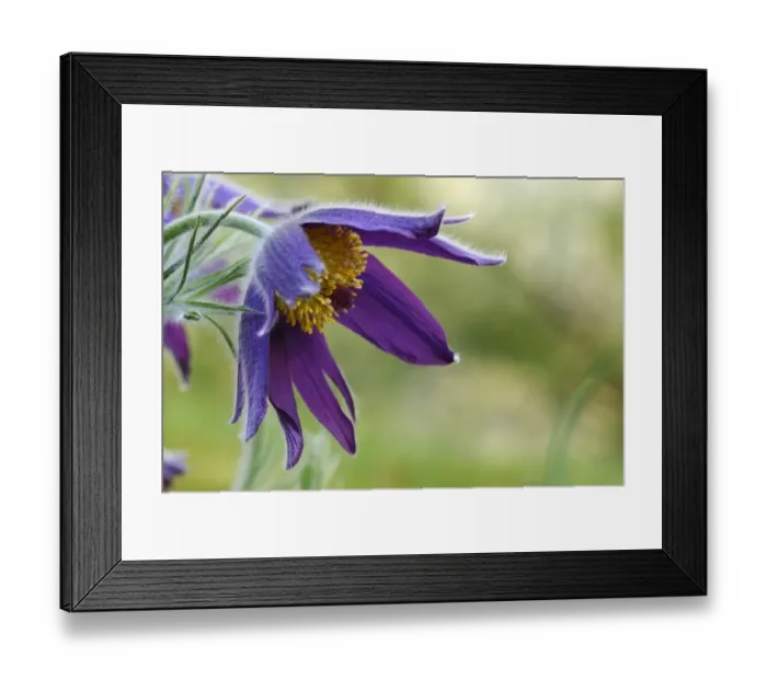 Framed Print : Pasqueflower (Pulsatilla vulgaris) close-up of flower, Oxfordshire, England Framed Print : Pasqueflower (Pulsatilla vulgaris) close-up of flower, Oxfordshire, England