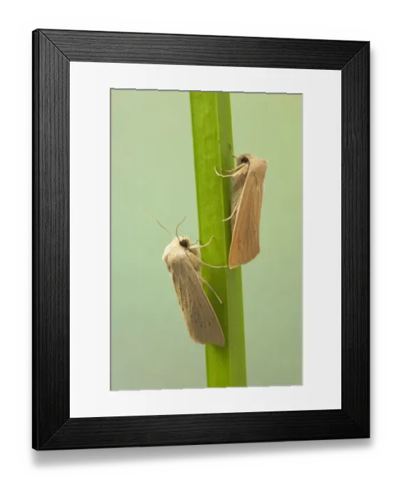 Framed Print : Large Wainscot (Rhizedra lutosa) two adults, resting on leaf, Essex, England