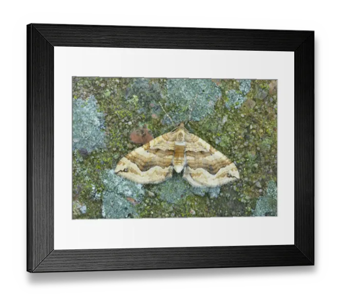 Framed Print : Dark Spinach (Pelurga comitata) adult, resting on lichen, Essex, England