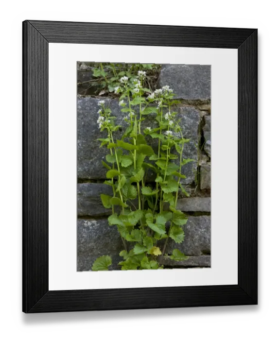 Framed Print : Garlic Mustard (Alliaria petiolata) flowering, growing beside wall, Bulgaria, may Framed Print : Garlic Mustard (Alliaria petiolata) flowering, growing beside wall, Bulgaria, may
