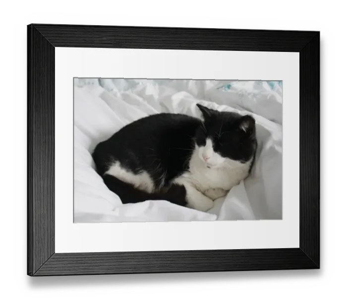 Framed Print : Domestic Cat, adult male, sleeping on bed, Suffolk, England, april Framed Print : Domestic Cat, adult male, sleeping on bed, Suffolk, England, april