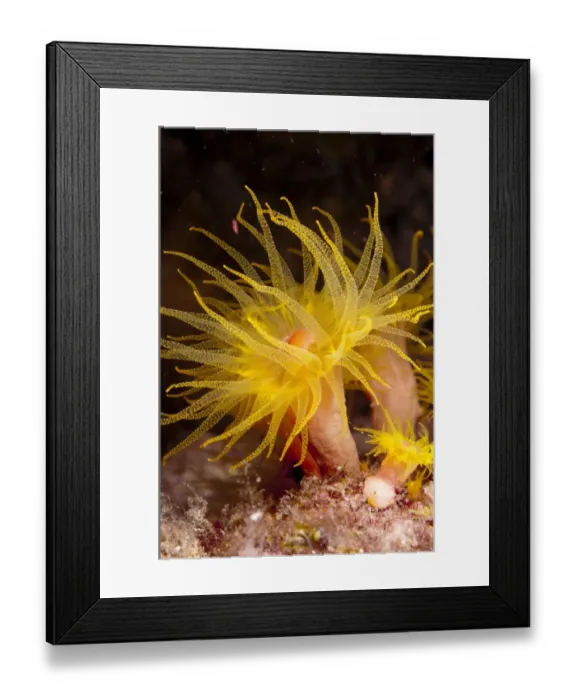 Framed Print : Yellow Coral (Tubastrea faulkneri) close-up of polyps, extended at night, Lembata Island, Solor Archipelago, Lesser Sunda Islands, Indonesia