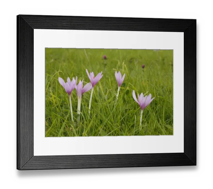 Framed Print : Autumn Crocus (Colchicum autumnale) flowering, growing in pasture, Llanmerewig Glebe, Powys, Wales, august Framed Print : Autumn Crocus (Colchicum autumnale) flowering, growing in pasture, Llanmerewig Glebe, Powys, Wales, august
