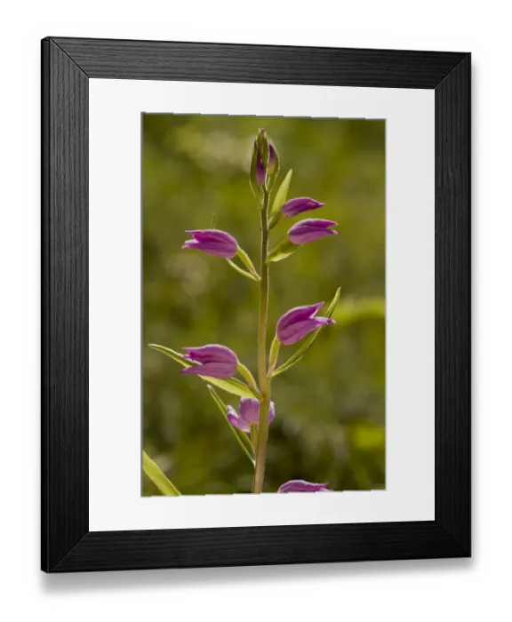 Framed Print : Red Helleborine (Cephalanthera rubra) flowering, Slovenia, june Framed Print : Red Helleborine (Cephalanthera rubra) flowering, Slovenia, june