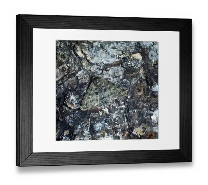 Framed Print : Moth - Pale Brindled Beauty (Apocheima pilosaria) Framed Print : Moth - Pale Brindled Beauty (Apocheima pilosaria)