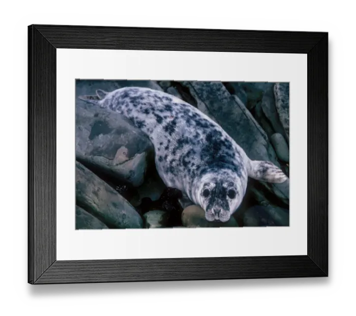 Framed Print : Grey Seal (Halichoerus grypus) single moult pup, circa four-weeks old, resting on rocks, Orkney, Scotland Framed Print : Grey Seal (Halichoerus grypus) single moult pup, circa four-weeks old, resting on rocks, Orkney, Scotland