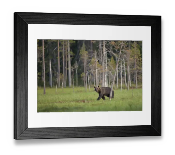 Framed Print : European Brown Bear (Ursus arctos arctos) adult, walking at edge of coniferous forest habitat, Finland, july Framed Print : European Brown Bear (Ursus arctos arctos) adult, walking at edge of coniferous forest habitat, Finland, july