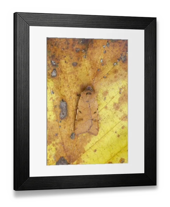 Framed Print : Beaded Chestnut (Agrochola lychnidis) adult, resting on leaf, Essex, England Framed Print : Beaded Chestnut (Agrochola lychnidis) adult, resting on leaf, Essex, England