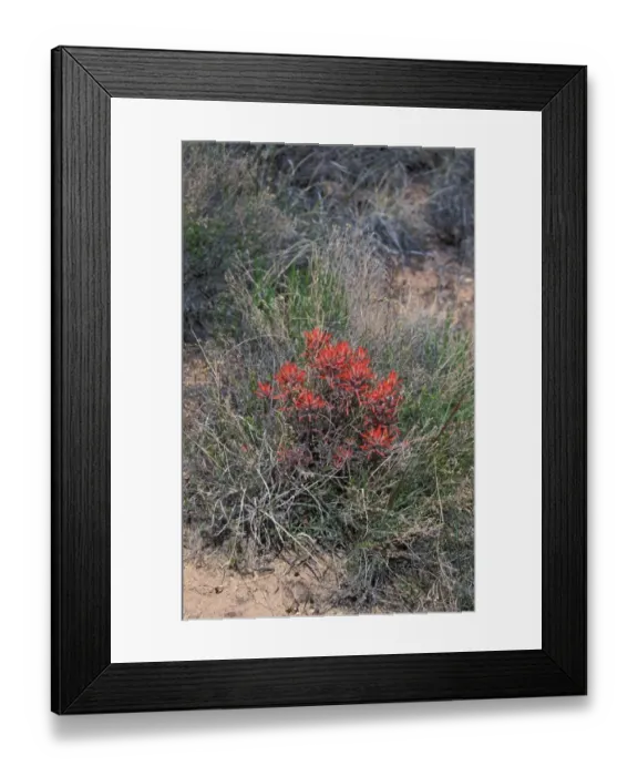Framed Print : Flower Indian Paint Brush Plant Arizona, USA Framed Print : Flower Indian Paint Brush Plant Arizona, USA