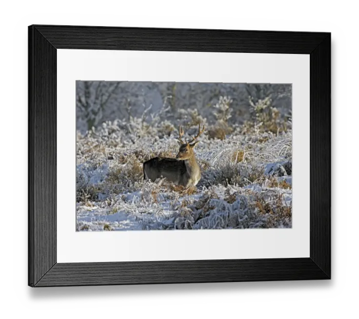 Framed Print : Fallow Deer (Dama dama) buck, dark form, foraging in snow covered bracken, Cannock Chase, Staffordshire, England, december Framed Print : Fallow Deer (Dama dama) buck, dark form, foraging in snow covered bracken, Cannock Chase, Staffordshire, England, december