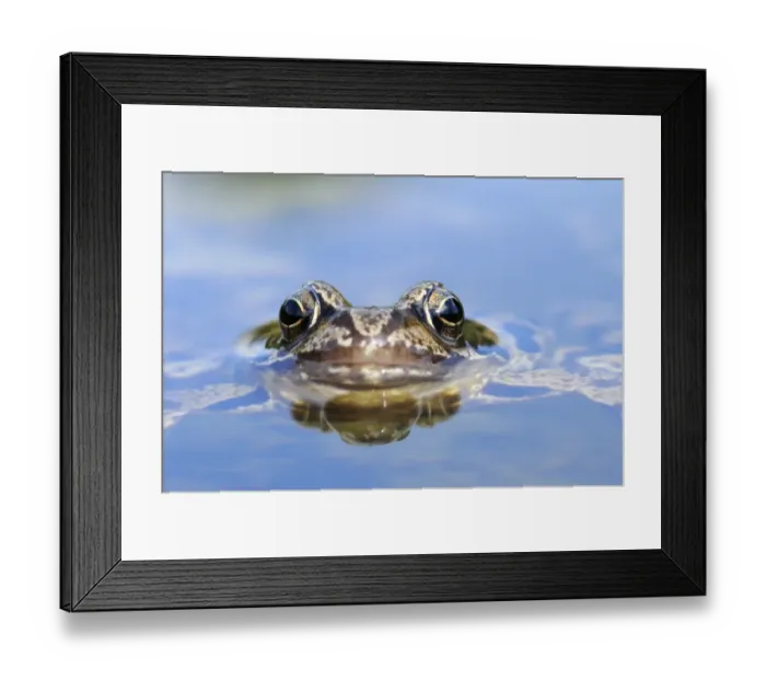 Framed Print : Common Frog (Rana temporaria) adult, close-up of head, resting at surface of water, Oxfordshire, England, september Framed Print : Common Frog (Rana temporaria) adult, close-up of head, resting at surface of water, Oxfordshire, England, september