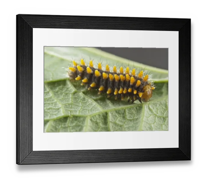 Framed Print : Southern Festoon (Zerynthia polyxena) caterpillar, on Birthwort (Aristolochia sp. ) foodplant, Capanne di Marcarolo Regional Park, Piedmont, Italy, may Framed Print : Southern Festoon (Zerynthia polyxena) caterpillar, on Birthwort (Aristolochia sp. ) foodplant, Capanne di Marcarolo Regional Park, Piedmont, Italy, may