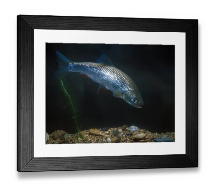 Framed Print : Fish - Chub (Leuciscus cephalus) Framed Print : Fish - Chub (Leuciscus cephalus)