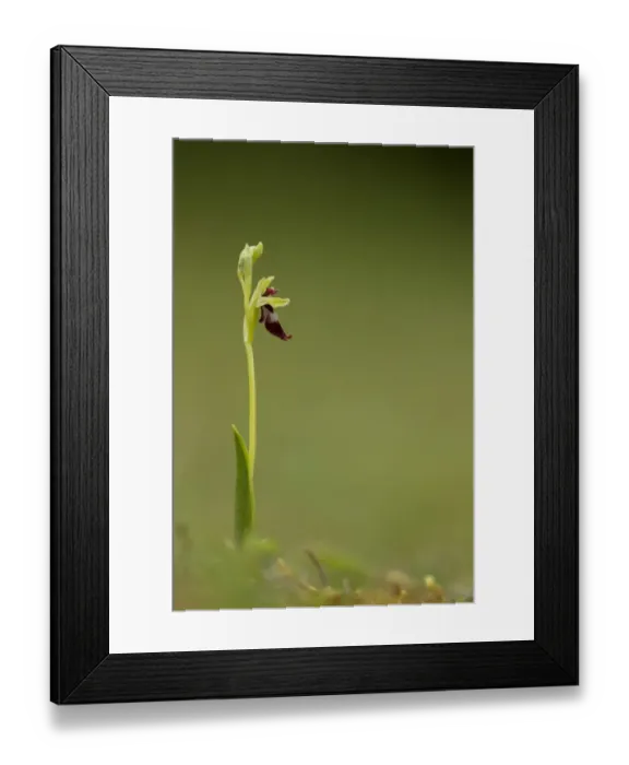 Framed Print : Fly Orchid (Ophrys insectifera) flowering, Peak District, Derbyshire, England, may
