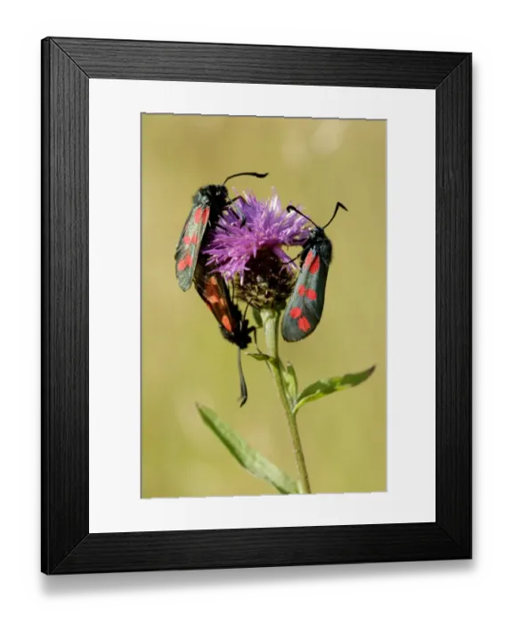 Framed Print : Six-spot Burnet (Zygaena filipendulae) three adults, on knapweed flowerhead, West Yorkshire, England, summer Framed Print : Six-spot Burnet (Zygaena filipendulae) three adults, on knapweed flowerhead, West Yorkshire, England, summer
