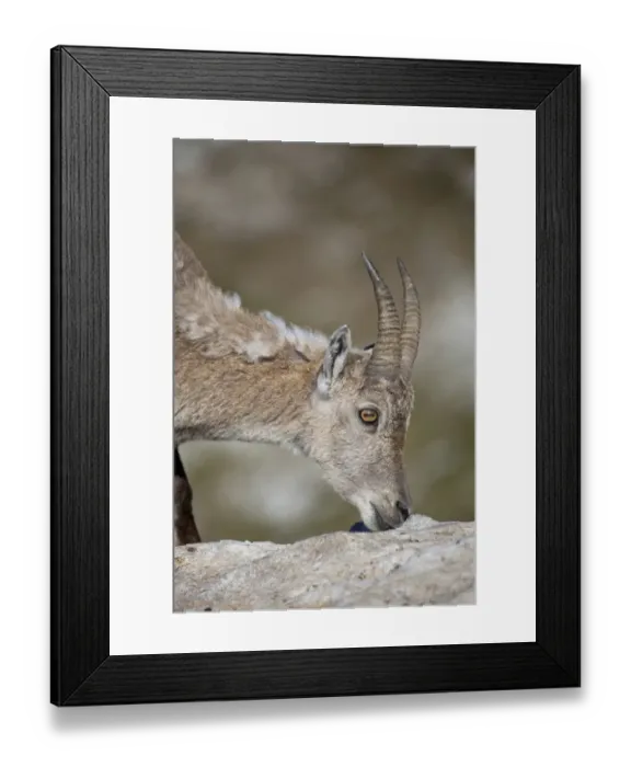 Framed Print : Alpine Ibex (Capra ibex) adult female, close-up of head, feeding on minerals, Niederhorn, Swiss Alps, Bernese Oberland, Switzerland, june Framed Print : Alpine Ibex (Capra ibex) adult female, close-up of head, feeding on minerals, Niederhorn, Swiss Alps, Bernese Oberland, Switzerland, june