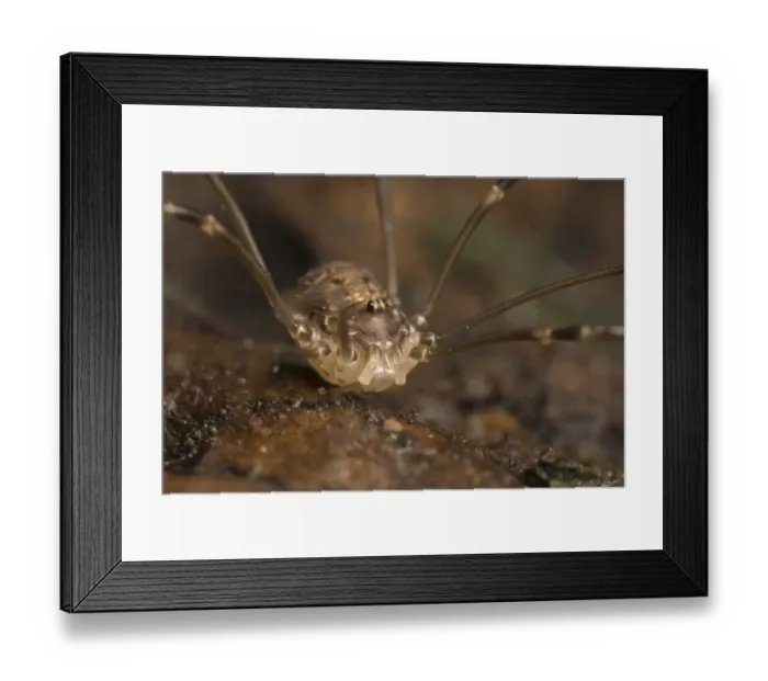 Framed Print : Harvestman (Leiobunum blackwalli) adult, Leicestershire, England, january Framed Print : Harvestman (Leiobunum blackwalli) adult, Leicestershire, England, january
