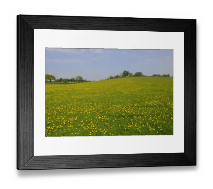 Framed Print : Common Dandelion (Taraxacum officinale) flowering mass, growing in field, Oxfordshire, England, april Framed Print : Common Dandelion (Taraxacum officinale) flowering mass, growing in field, Oxfordshire, England, april