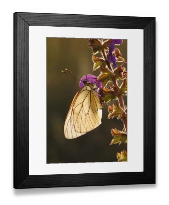 Framed Print : Black-veined White (Aporia crataegi) adult, roosting on Meadow Clary (Salvia pratensis) flower at dawn, Causse de Gramat, Massif Central, Lot, France, may Framed Print : Black-veined White (Aporia crataegi) adult, roosting on Meadow Clary (Salvia pratensis) flower at dawn, Causse de Gramat, Massif Central, Lot, France, may